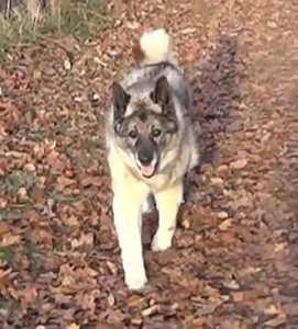 xena running