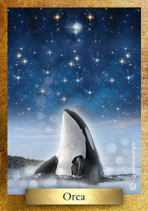 20140302074415-indie-orca-card