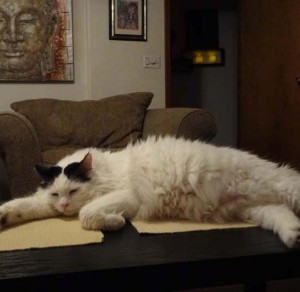 biddle on table