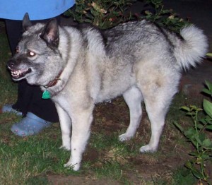 xena snarling
