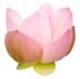 lotus small copy