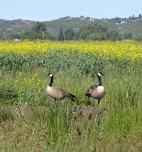 geese