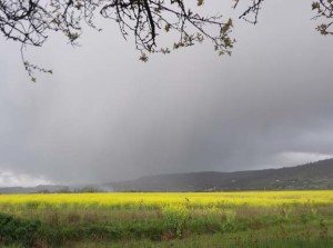 spring field