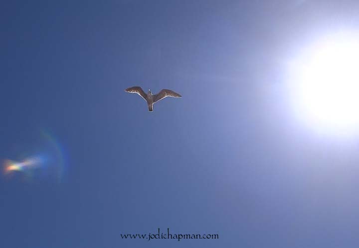seagull copy