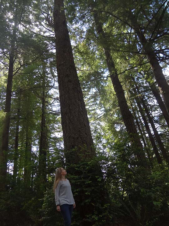 jodi and tree
